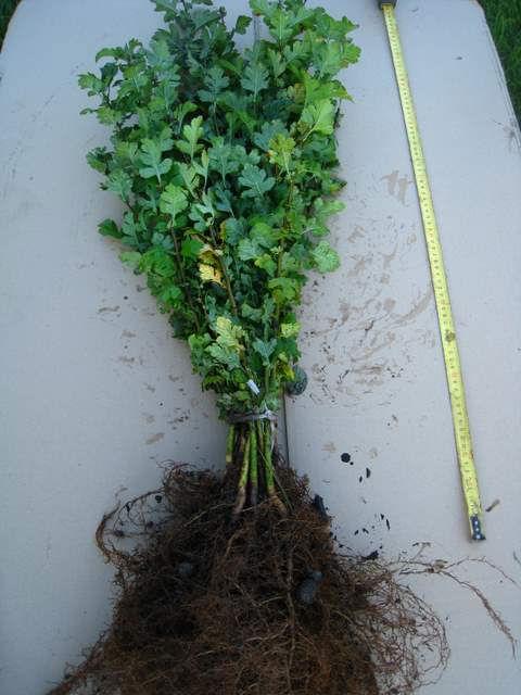 Głóg jednoszyjkowy nie dwuszyjkowy Obronny żywopłot 25 x 2 zł sadzonki 2 Głóg jednoszyjkowy nie dwuszyjkowy Obronny żywopłot 25 x 2 zł sadzonki - obrazek 2